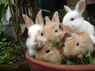 Foto de Bebes Conejo