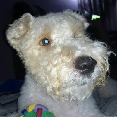 Foto de Dexter